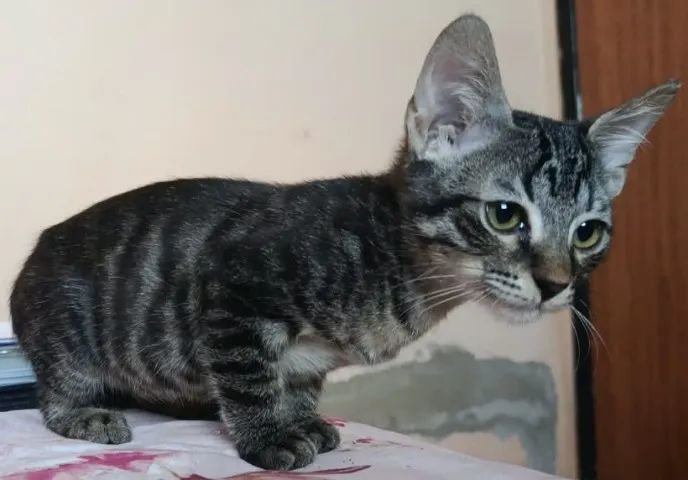 Gatinhos para adoção responsável - Foto 2