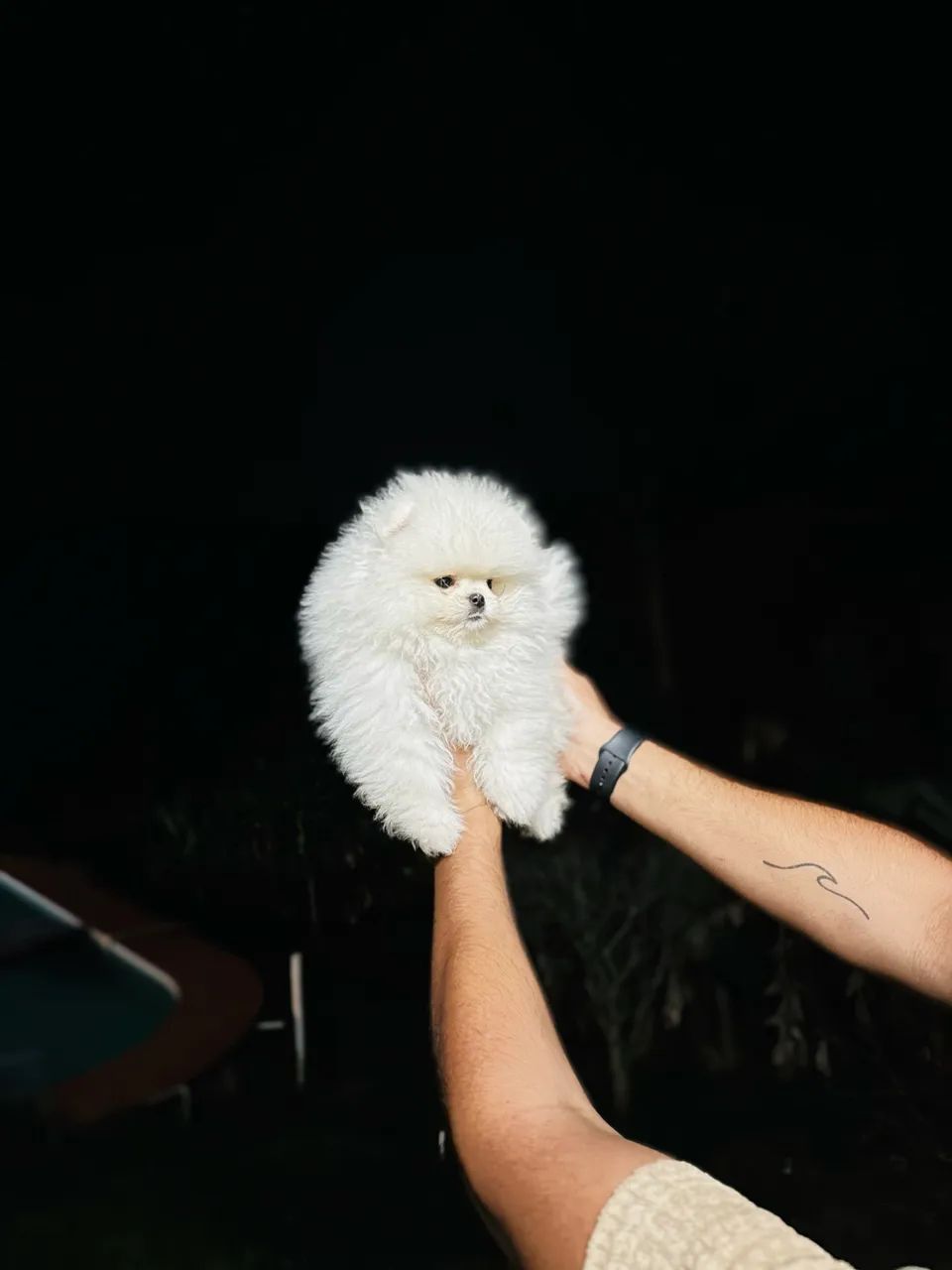 Lulu da Pomerania Ursinho - Foto 3