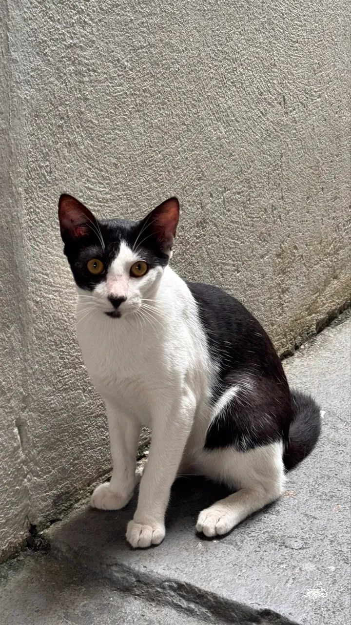Adoção Responsável <3 - Foto 4