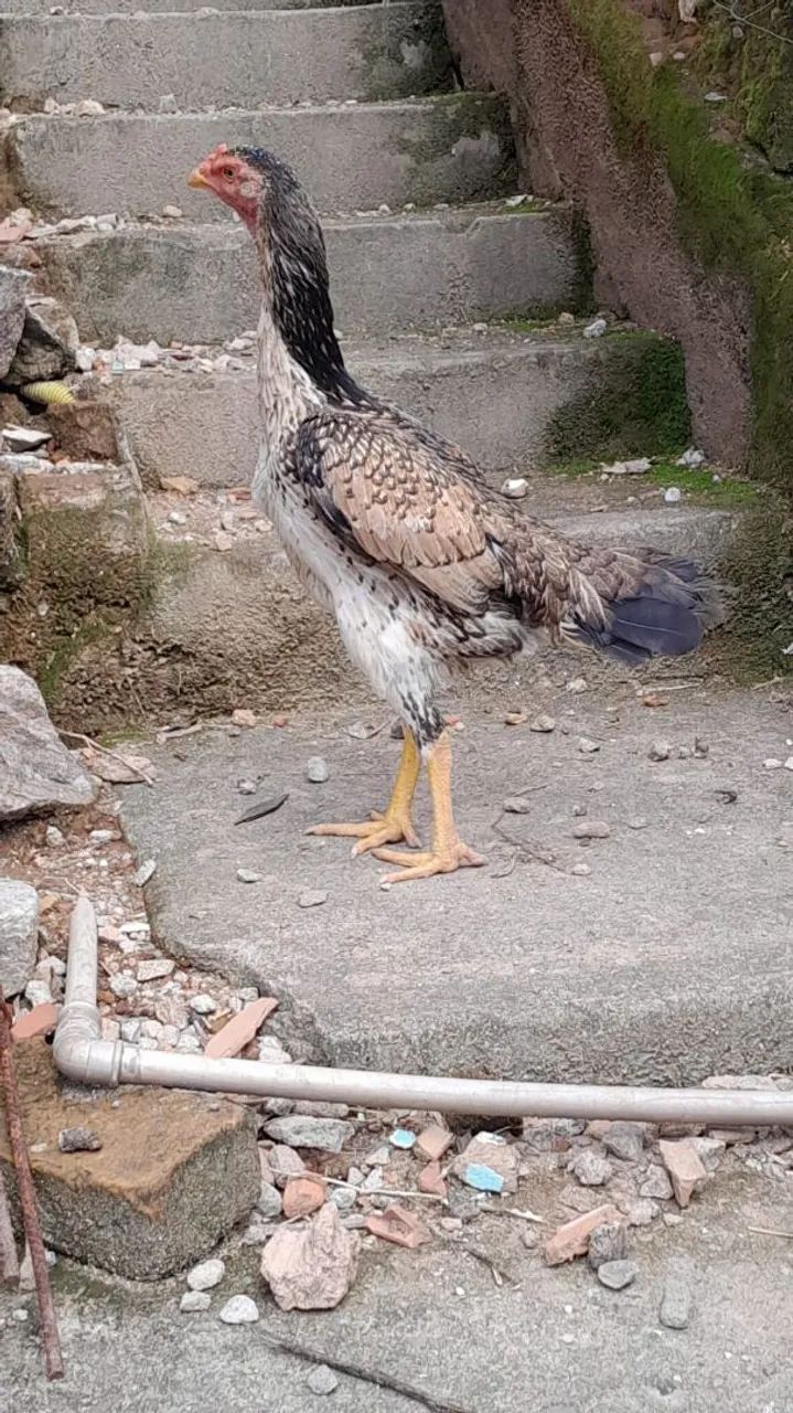 Galinha Índia Costeira 