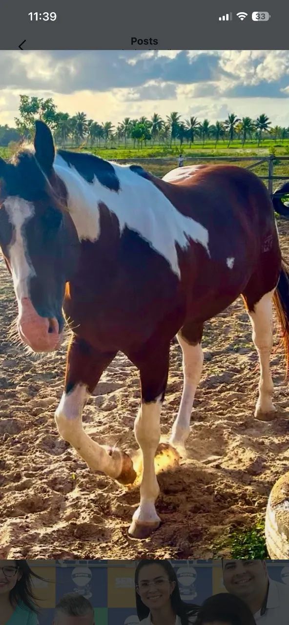 Cavalo Paint horse - Foto 4