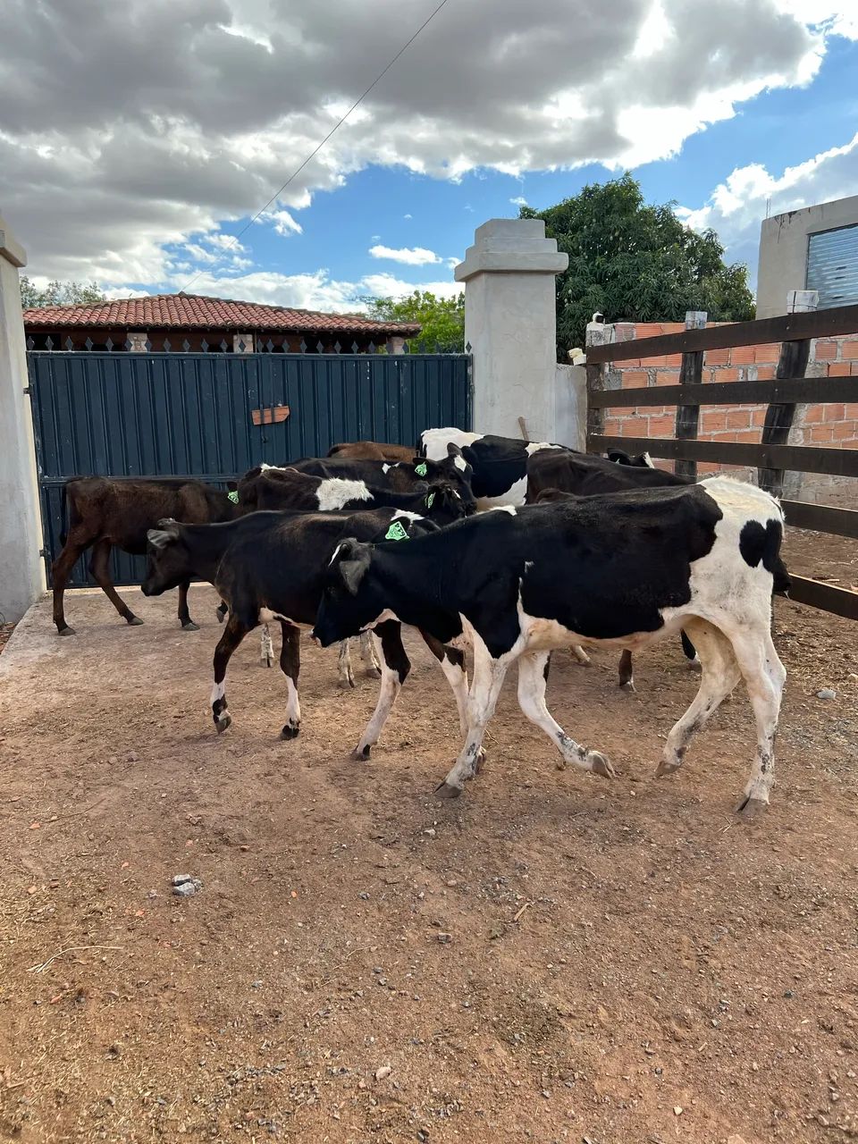 Lote de 9 bezerras 