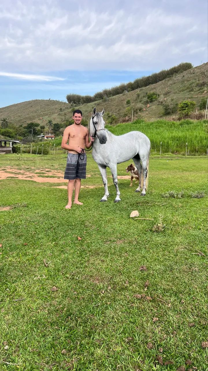 Cavalo mangalarga marchador  - Foto 3