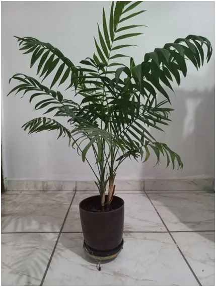 Lindas plantas, por apenas R$ 960,00, todas no vaso e com suportes metálicos. - Foto 3