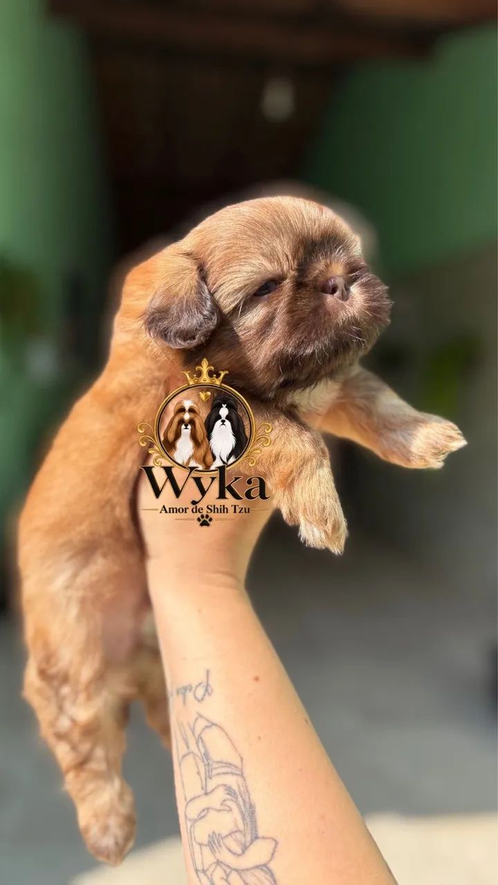 Shihtzu - Foto 2