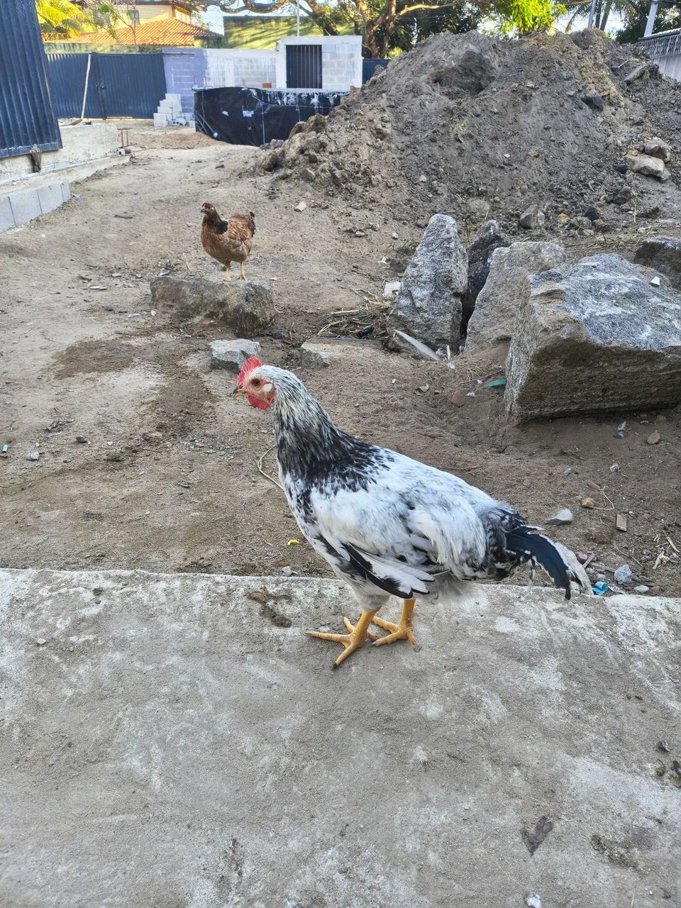 Frango galinha galo GSC  nascido de ovo azul 5 meses - Foto 4