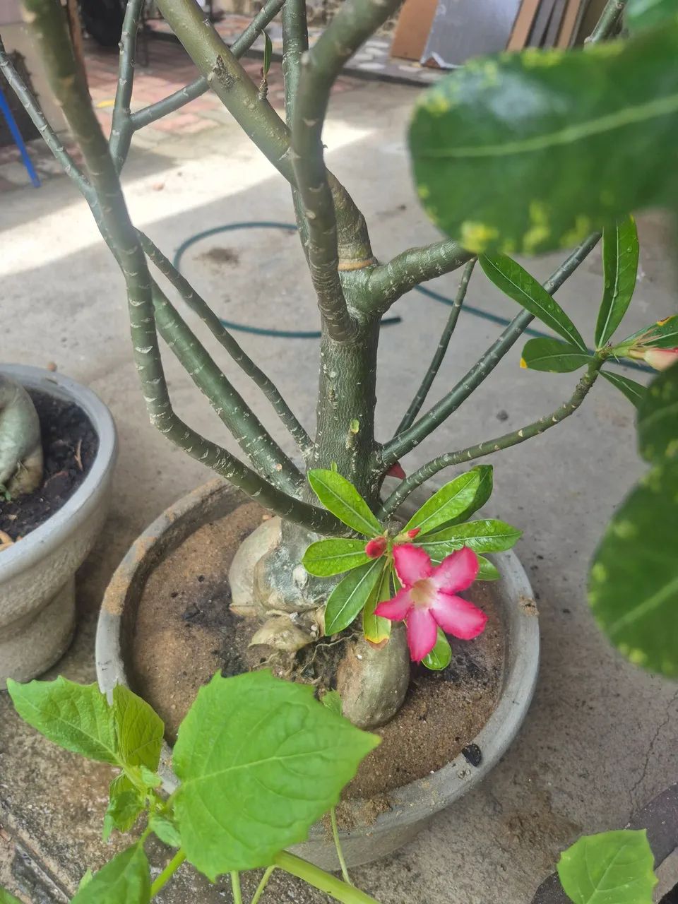 Flor do Deserto - Foto 3