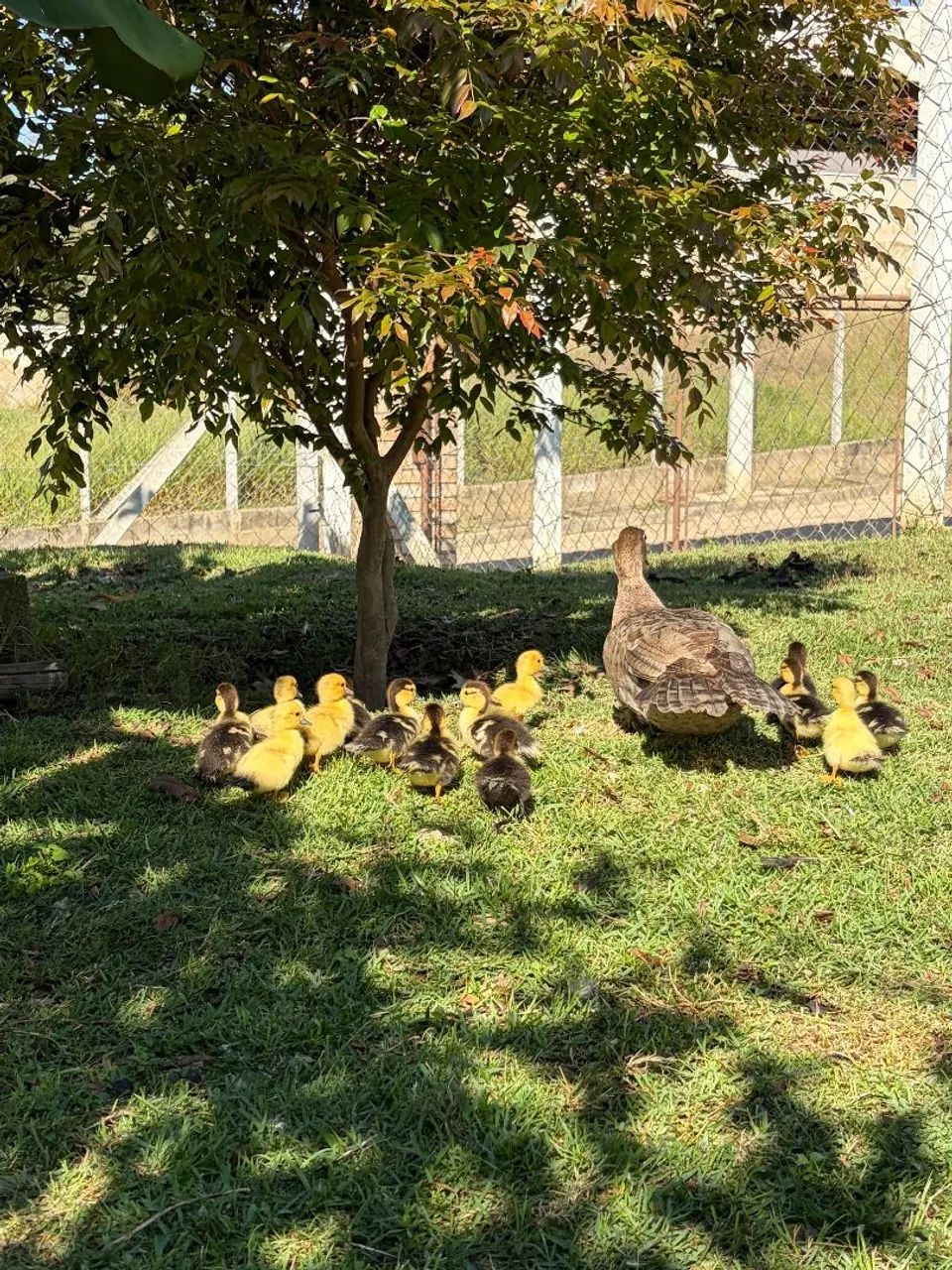 Vendo Patos e Patas 