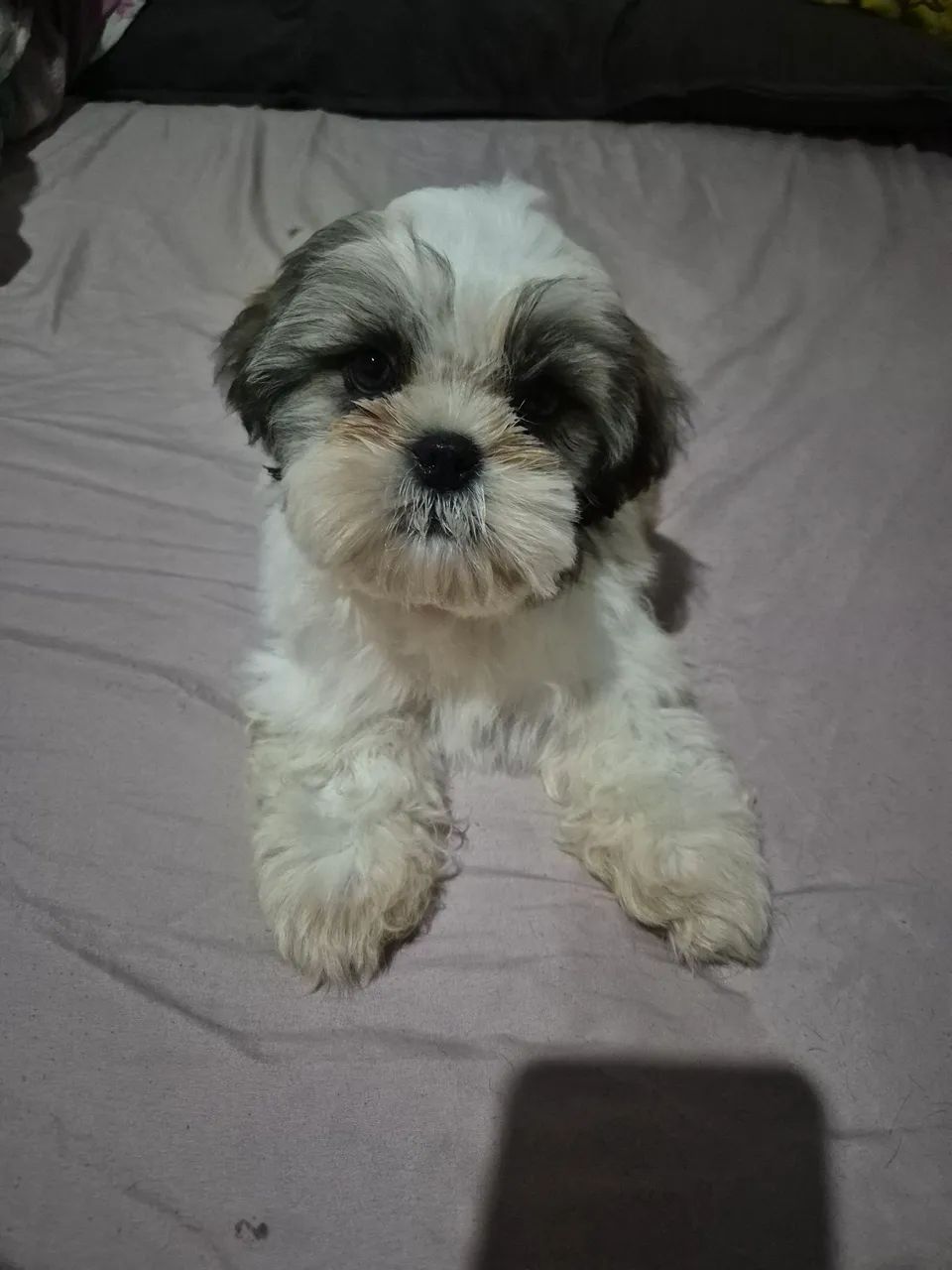Shih tzu