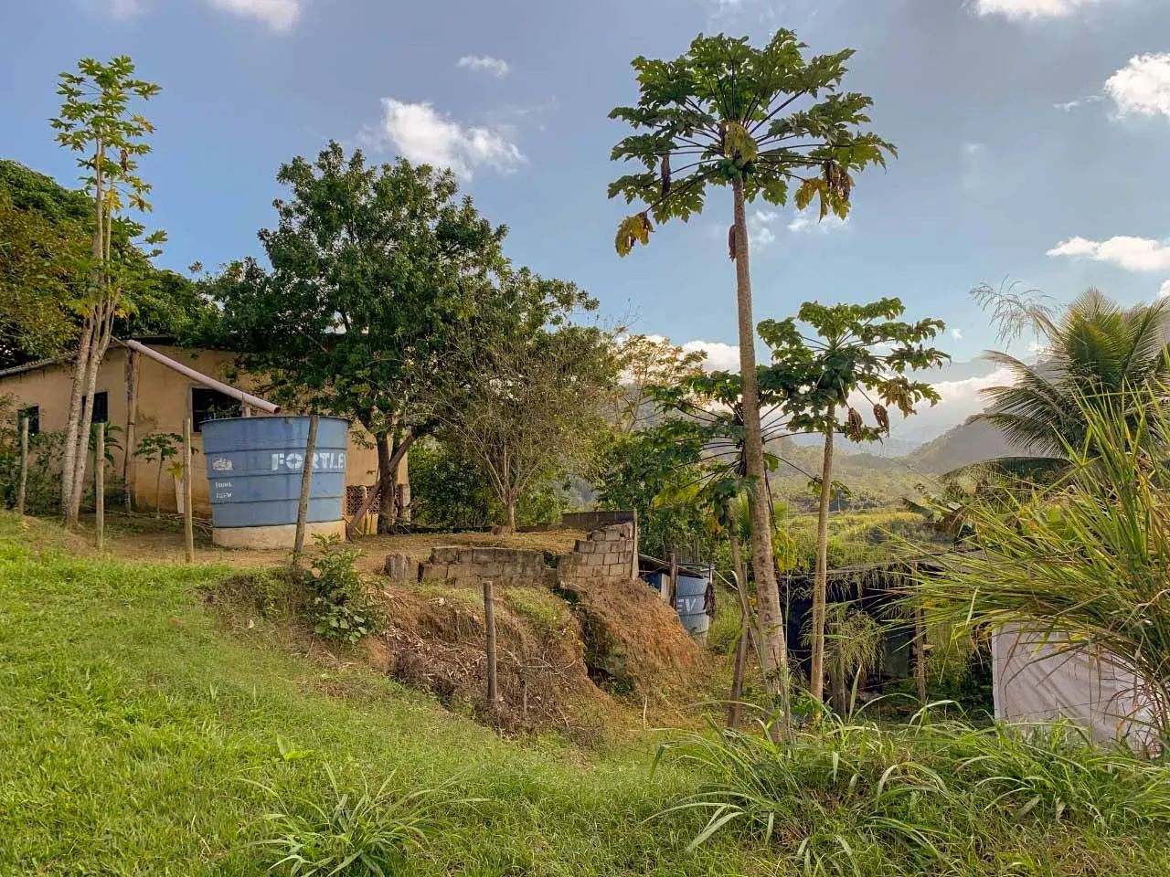 Sítio com plantação para venda - Foto 3