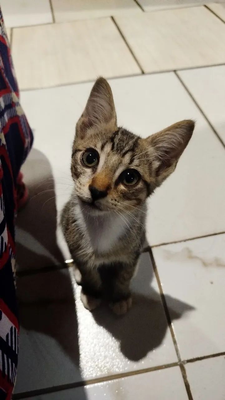 Adoção responsável  - Foto 3