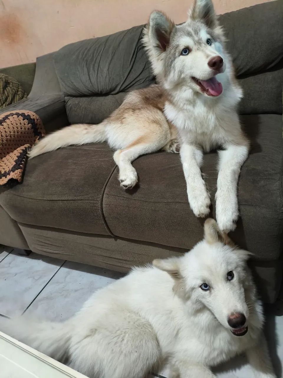 Husky siberiano  - Foto 4