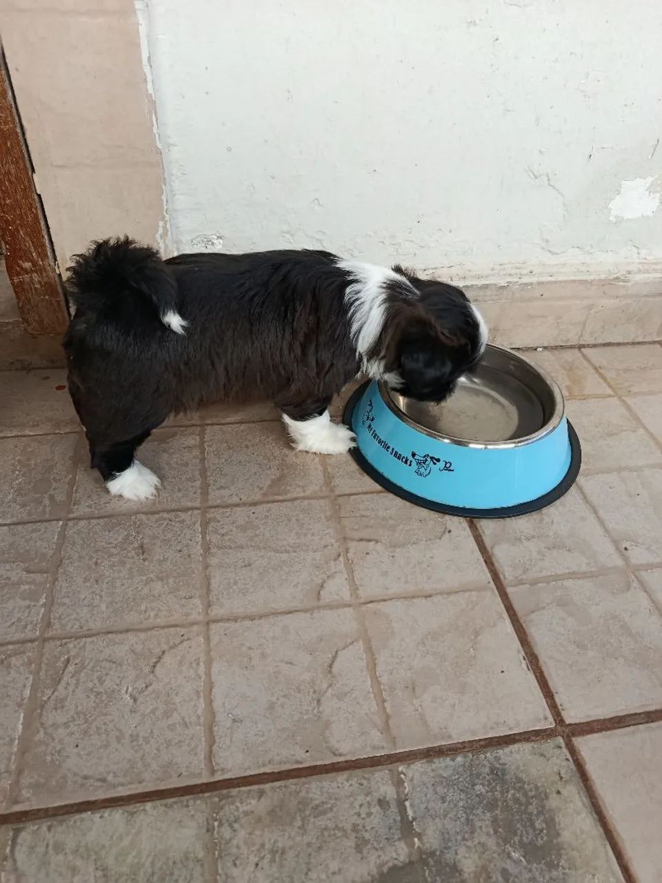 Filho de Shitzu  - Foto 3