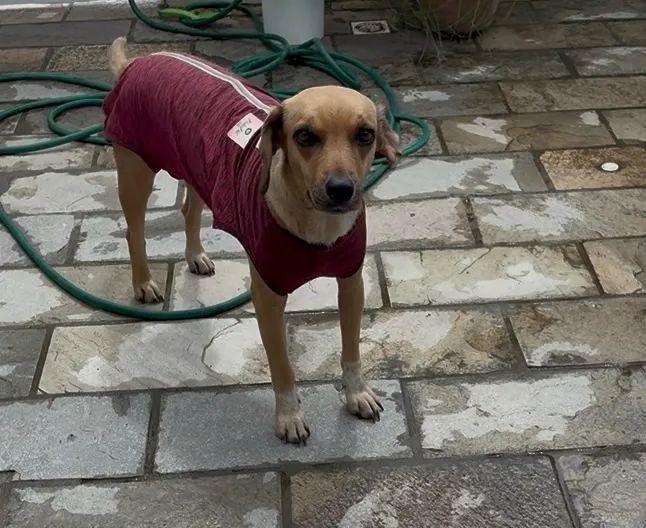 JADE - PARA ADOÇÃO RESPONSALVEL - Foto 4