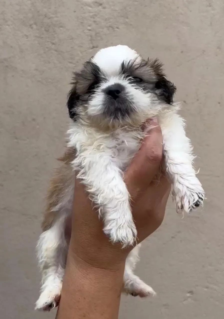 Shih tzu disponivel 