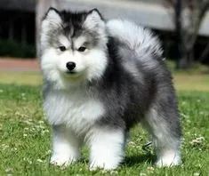 Husky Siberiano - Foto 2