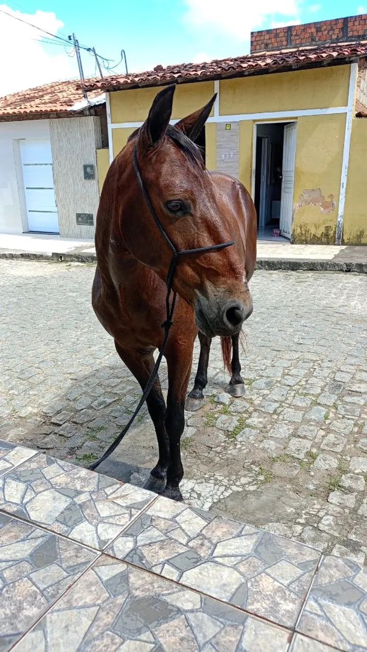 Cavalo de Charrete e Sela 