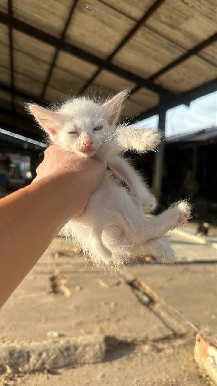 Gatinho 2 meses bebê 