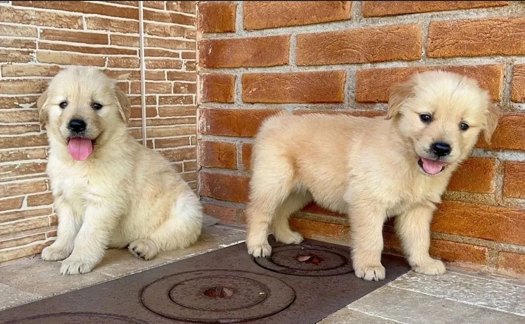 Golden Retriever  - Foto 4