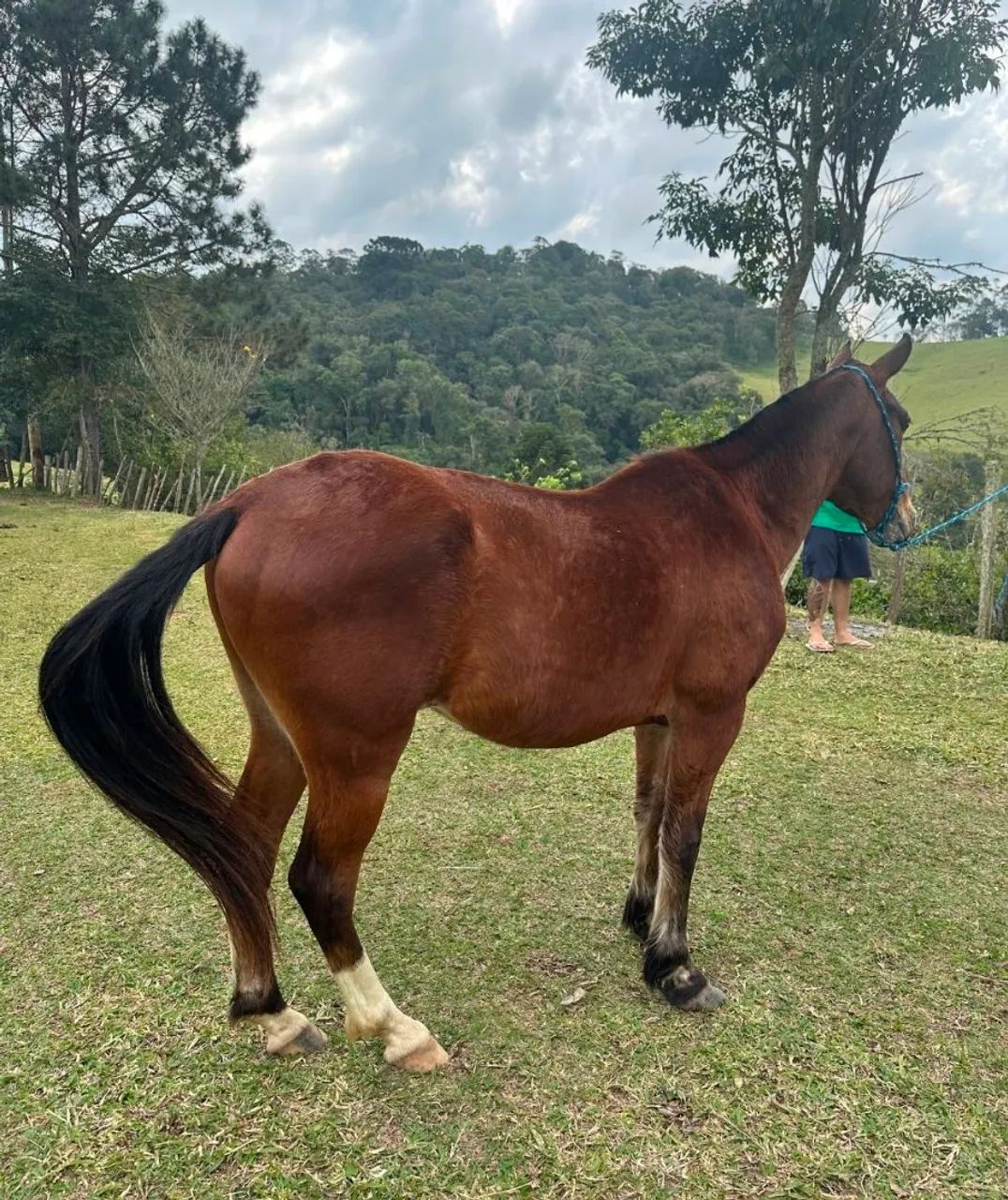 Cavalo manso e selado