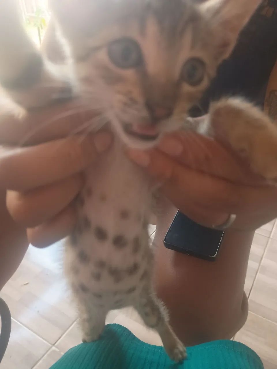 Doa se uma linda gatinha - Foto 2