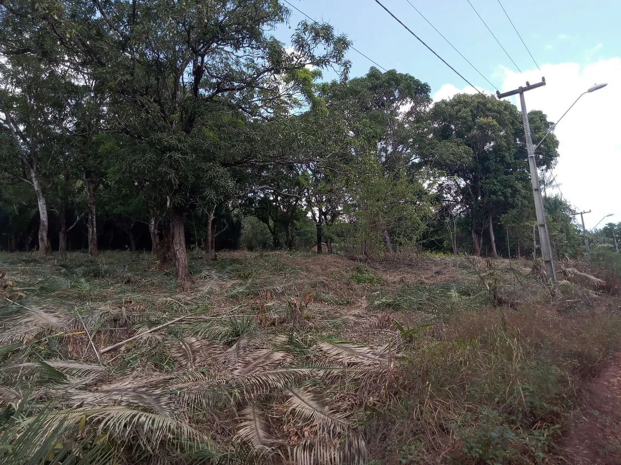Vendo terreno Cajueiro Vila Maranhão na avenida principal  - Foto 2