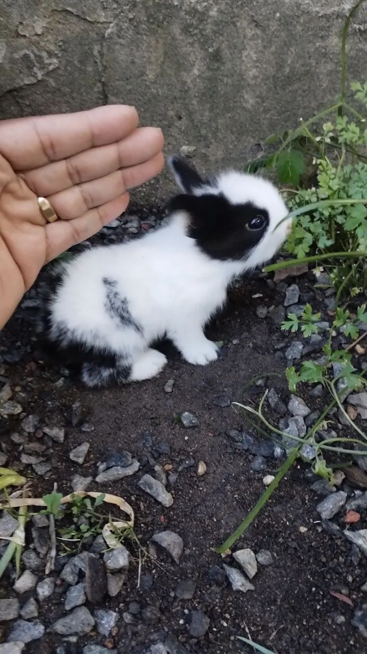 Filhote de mini Lion  - Foto 3