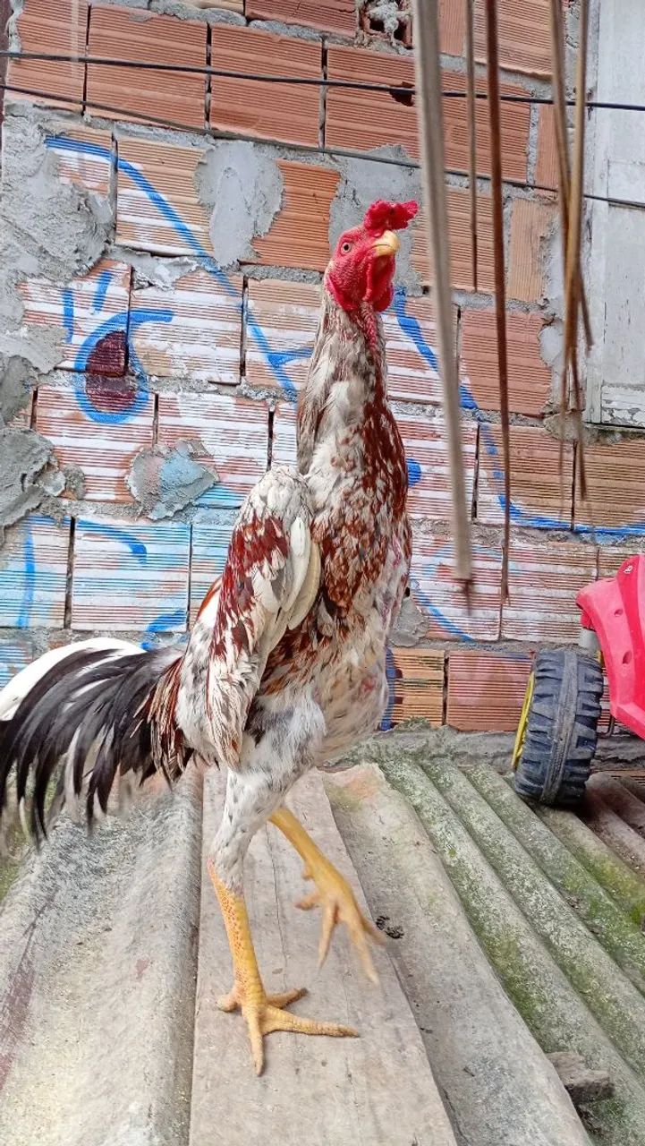 Vendo frango  - Foto 4