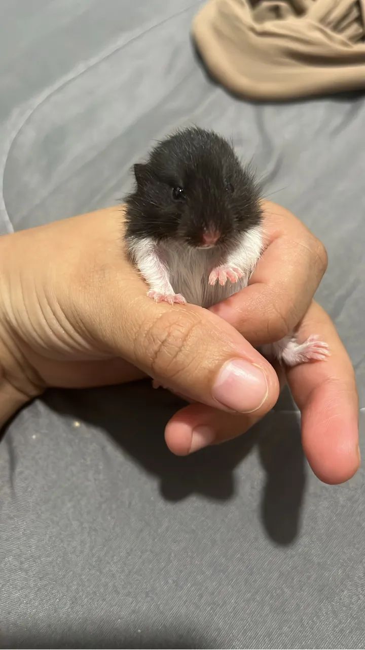 Hamster Anão Russo65675282211714122