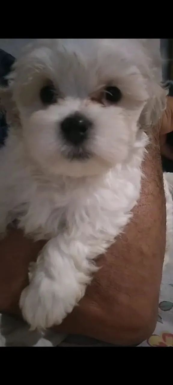 Maltês disponivél macho  - Foto 2