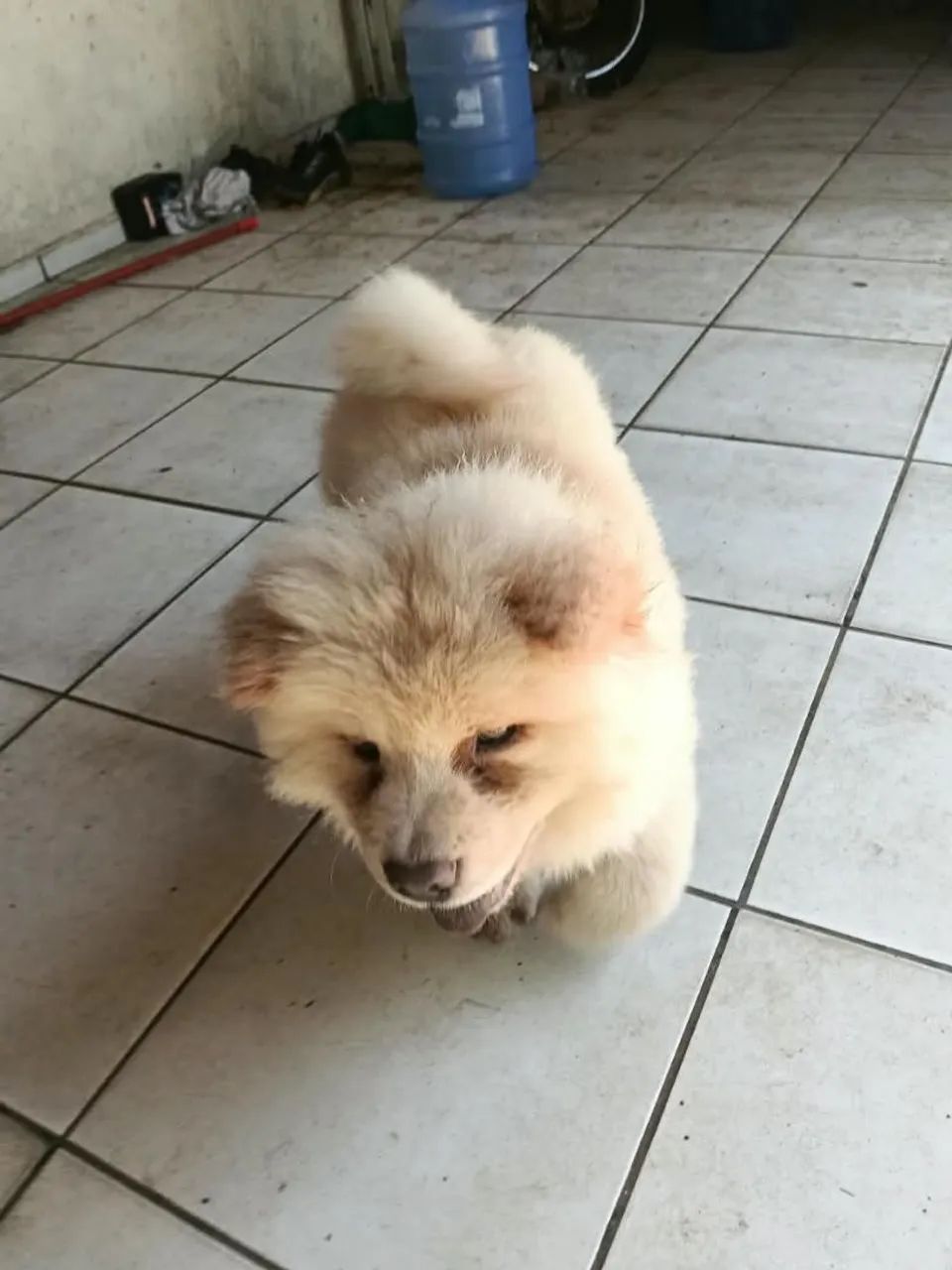 Cachorro  - Foto 4