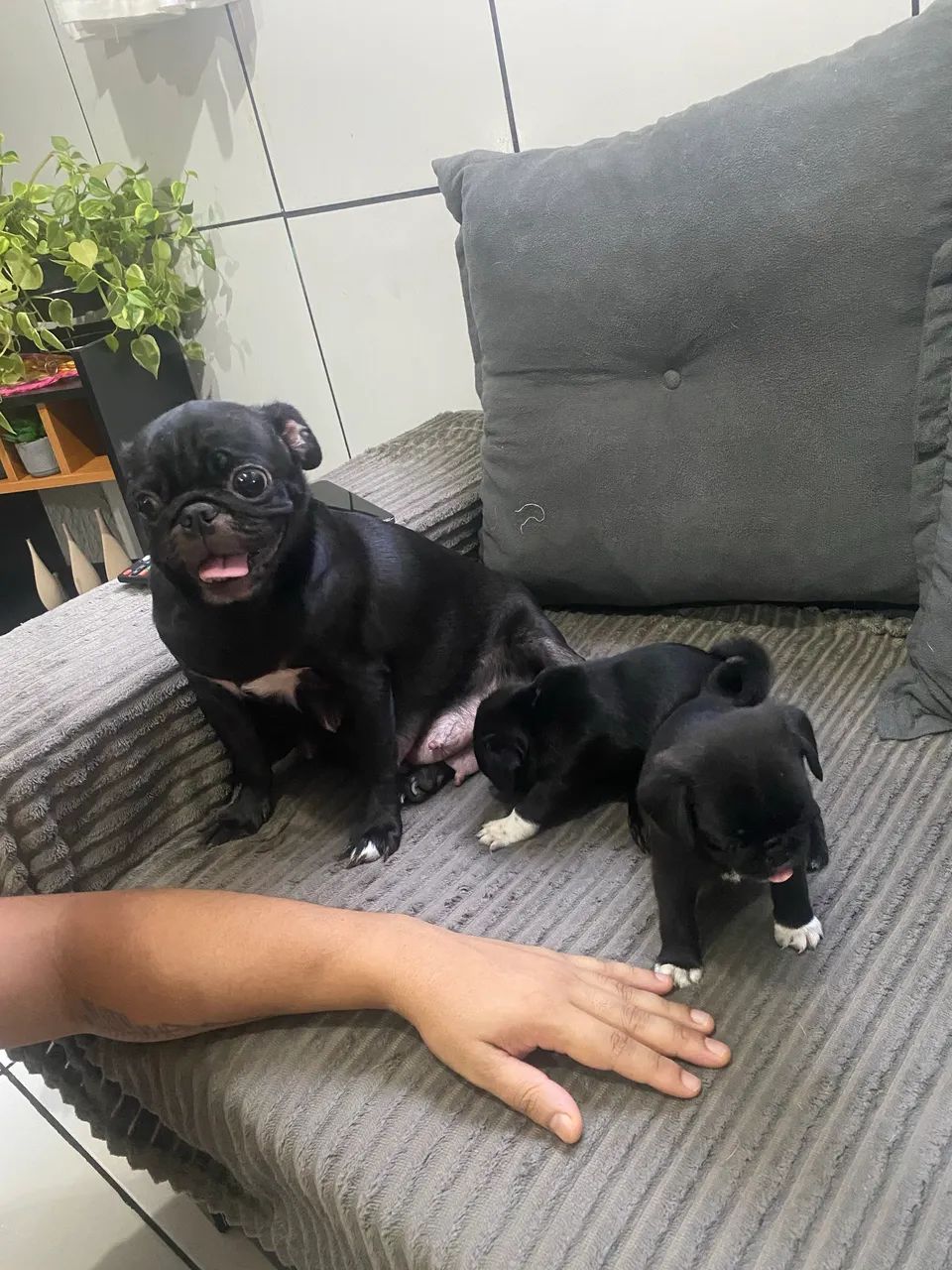 PUG LINDOS  - Foto 2