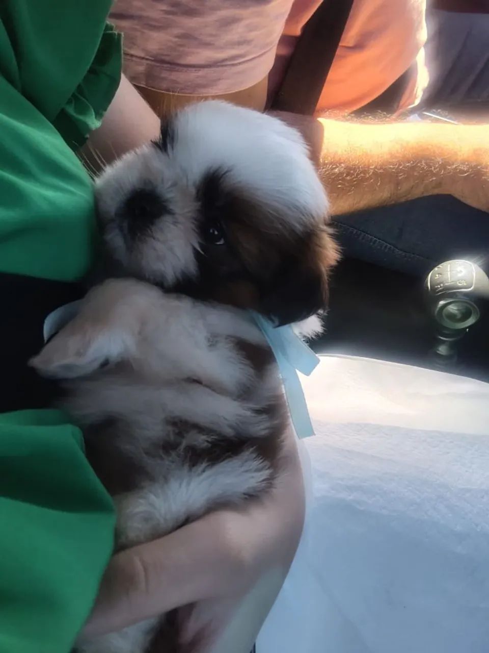 Shihtzu macho e fêmea 