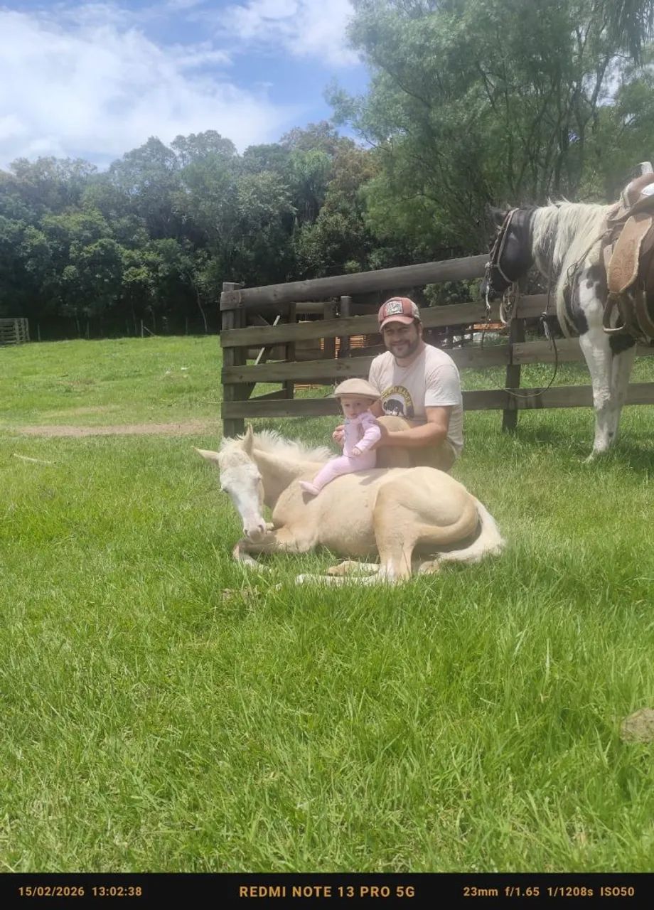 Potros Paint Horse  - Foto 2