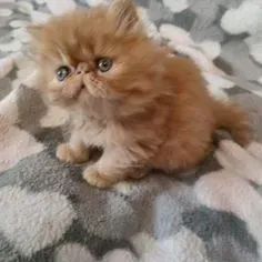 Gato Persa Top Linha