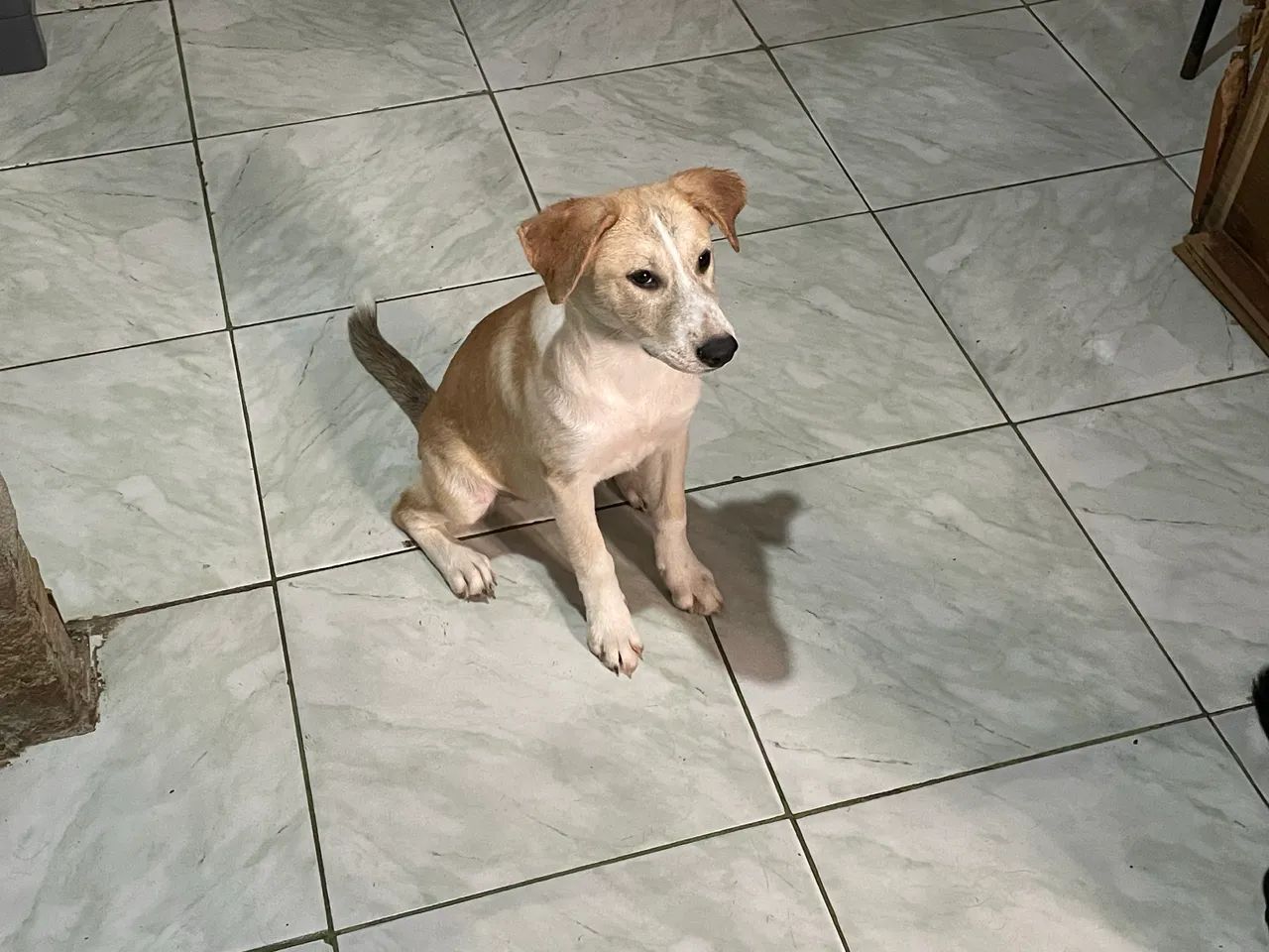 Estou doando 4 cachorros doação urgente  - Foto 4