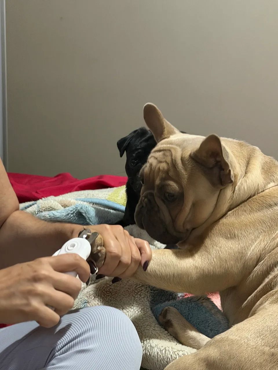 BULLDOG FRANCÊS  - Foto 2