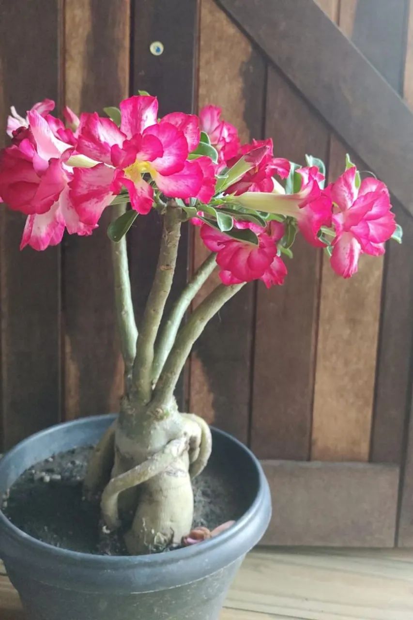 Rosa do Deserto  - Foto 4
