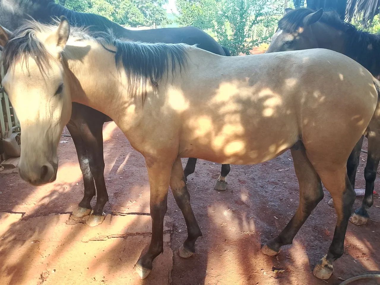 Vende -se cavalo Machador mangalarga, vai fazer 2 anos em outubro  - Foto 2