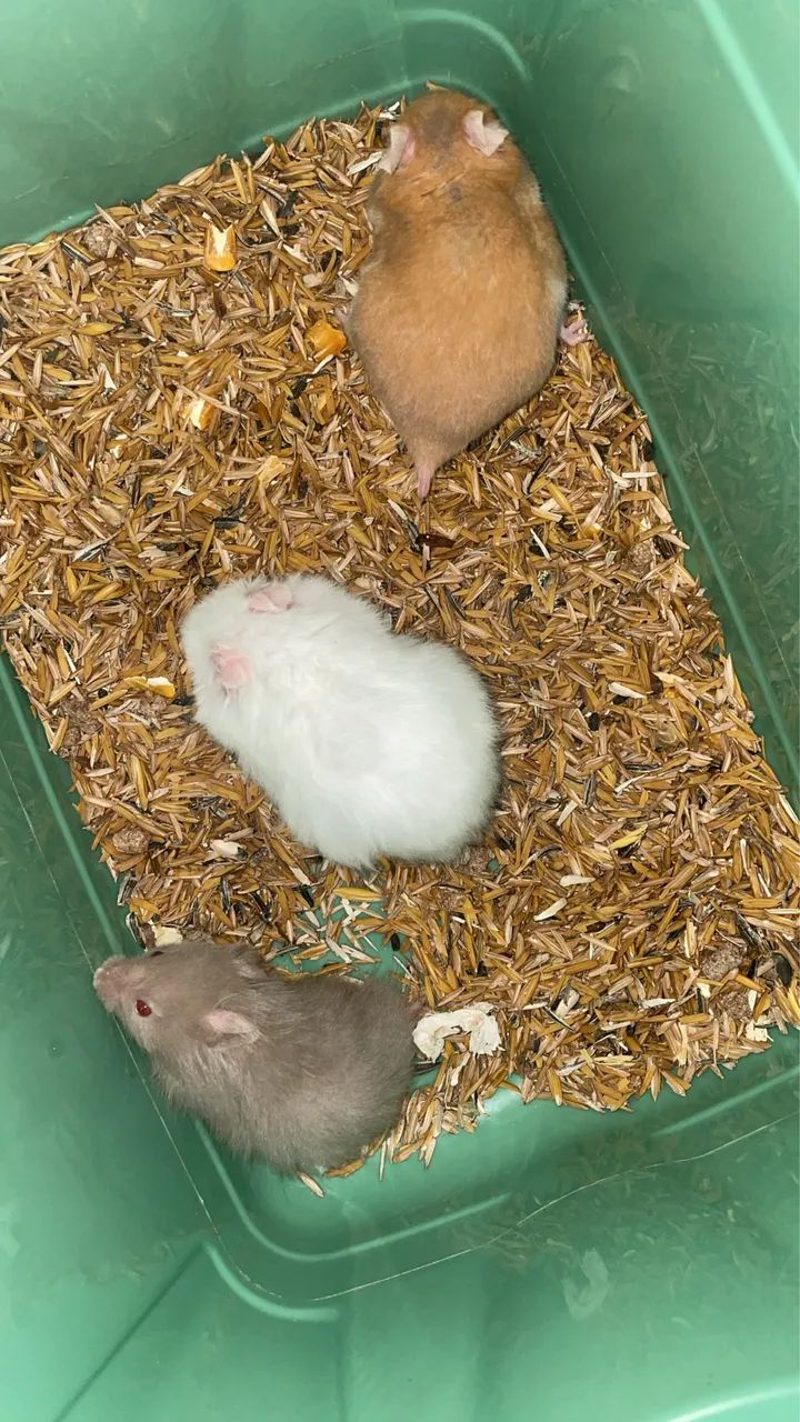 Hamster filhotes  - Foto 2
