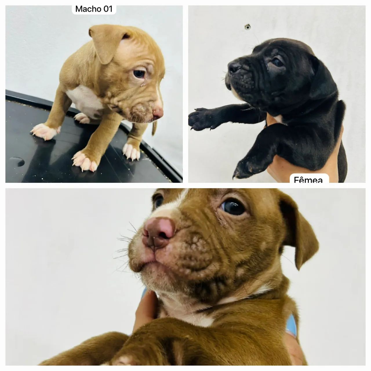 Filhotes de pitbull  - Foto 4
