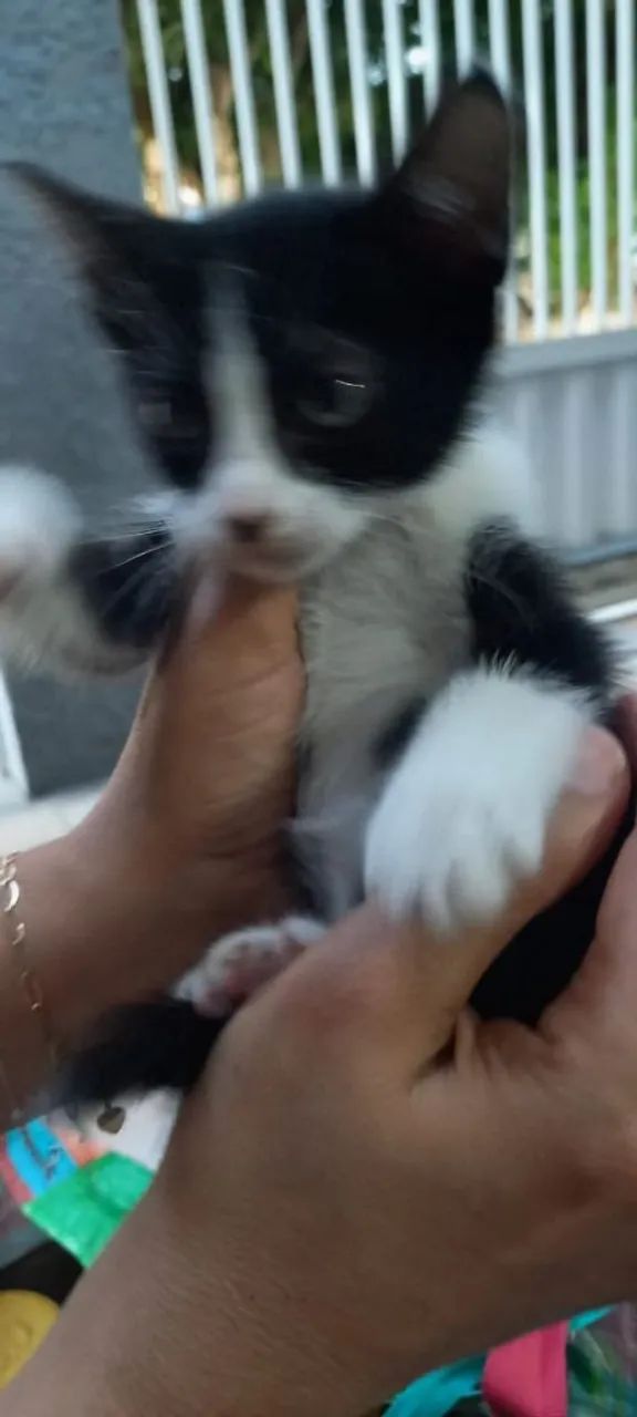 Gatinho para adoção  - Foto 4