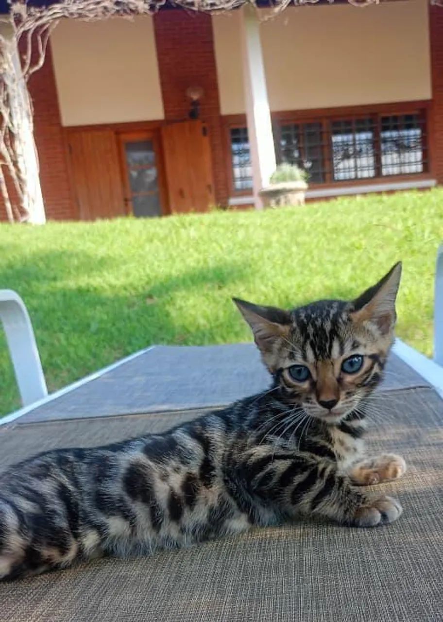 Bengal  - Foto 4