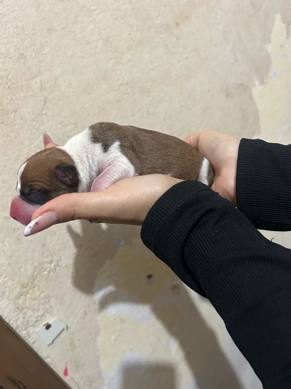 Pitbull 