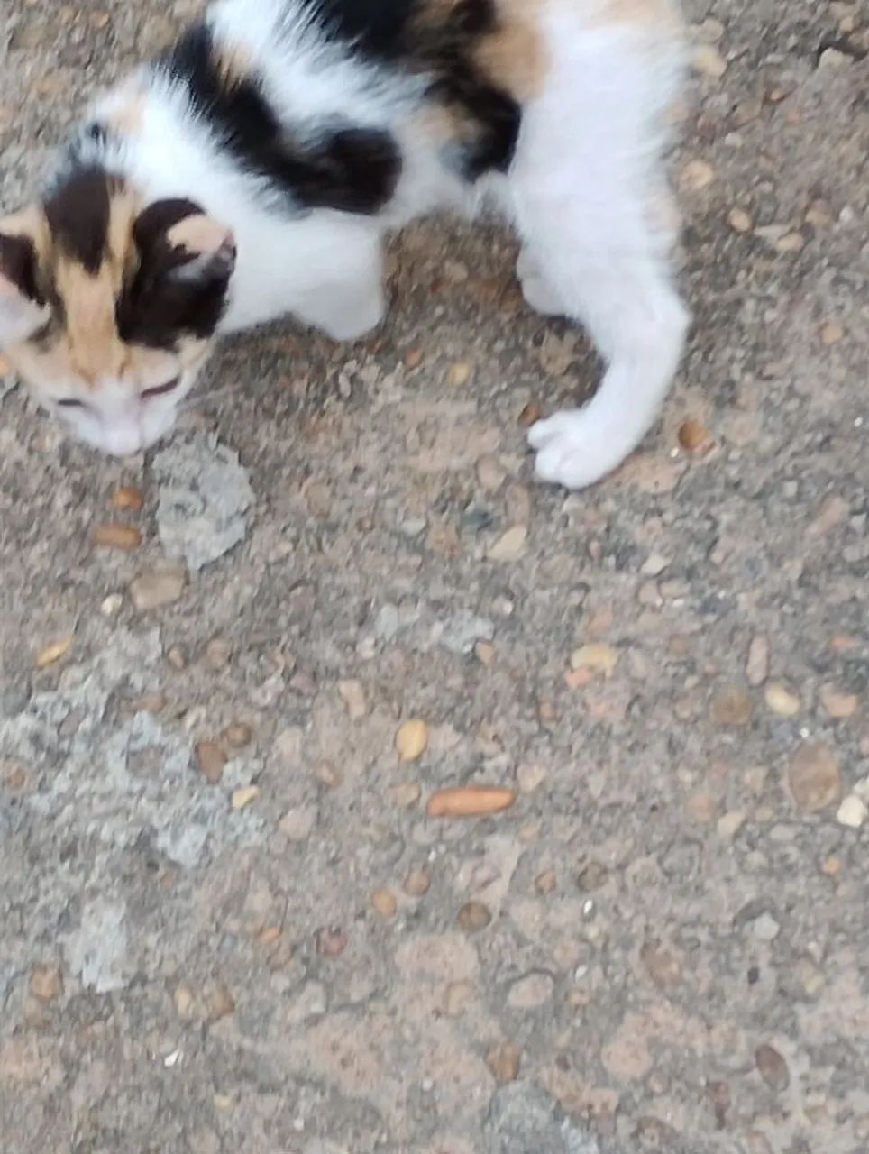 Gatos - Foto 3