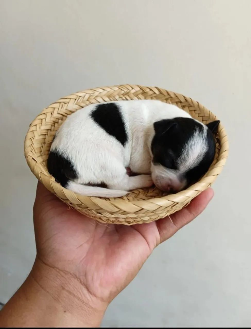 Filhotes de pinscher - Foto 4