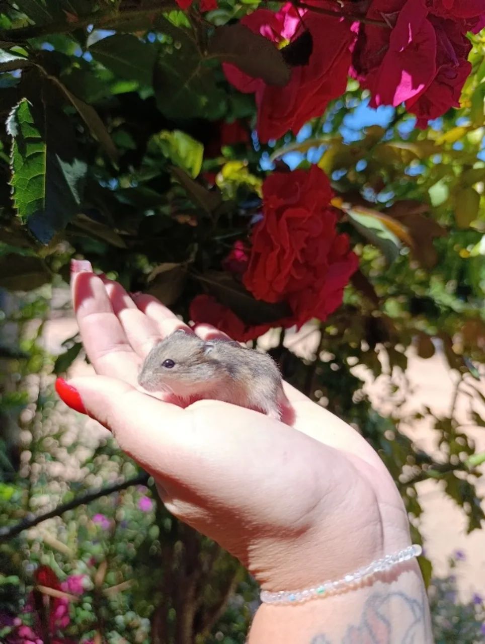 Filhotes de Hamsters Anão Russo  - Foto 4