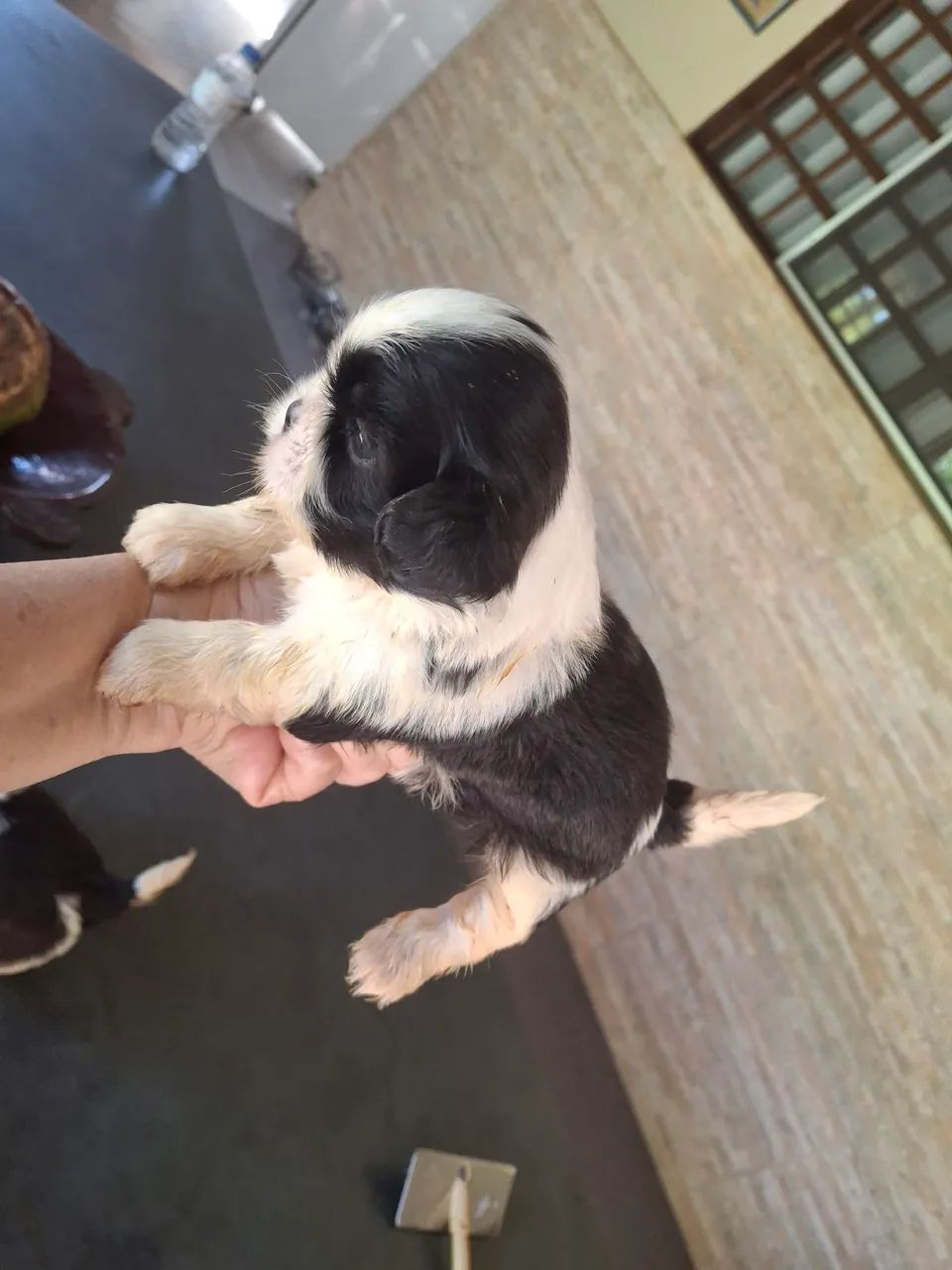 Shihtzu 