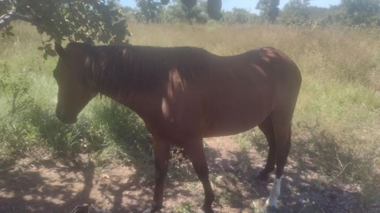 Lindo Cavalo - Foto 4