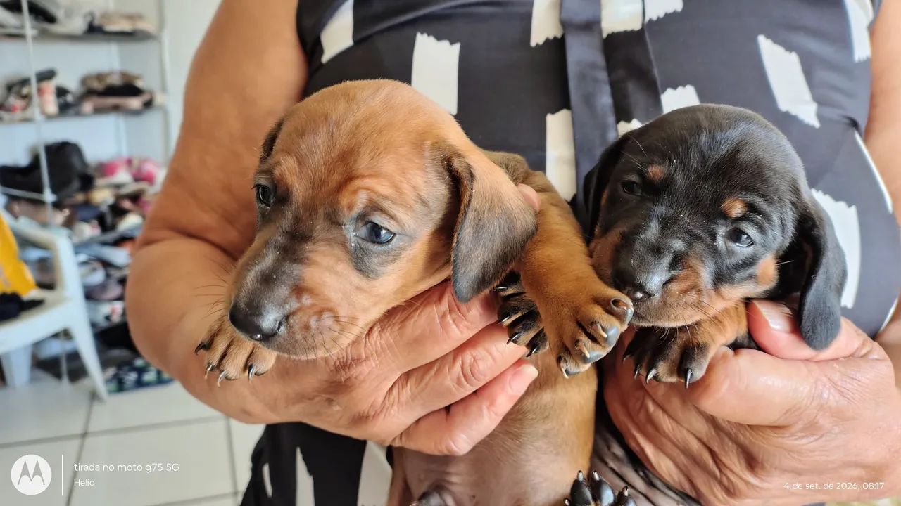 Filhotes de bassê hound salsichinha - Foto 2